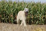 IRISH WOLFHOUND 127